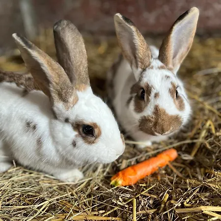 Ekenhoff Appartement *