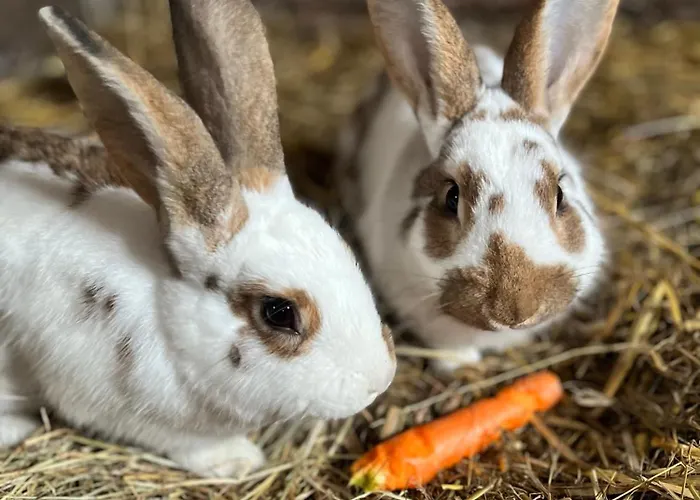 Ekenhoff Apartamento *